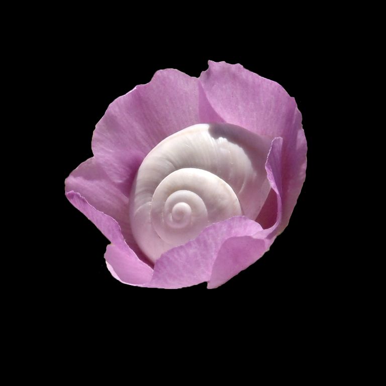 Intimate Conversations-The Desert Snail and Mallow